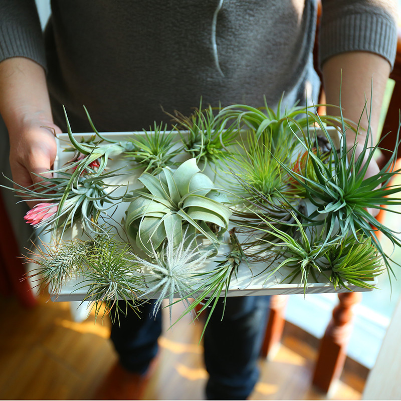 无空气小凤梨土28141植物稀有品种多款号空气华美霸王草精灵桌面