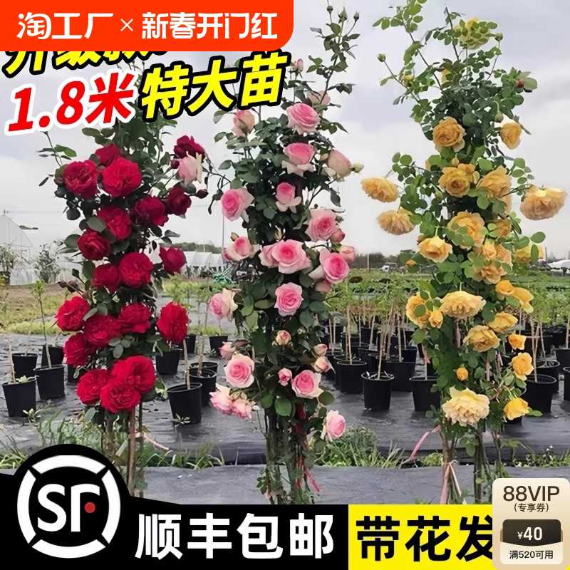藤本月季花苗特大四季开花浓香庭院植物盆栽玫瑰花卉爬藤攀援蔷薇