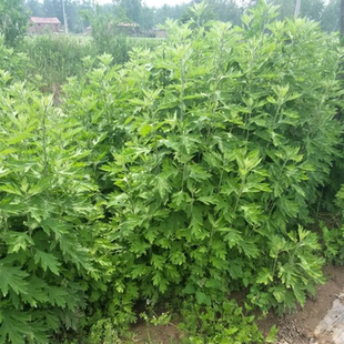艾草种子种植食用艾草种籽药用野生艾草种仔大叶艾蒿青蒿四季驱蚊