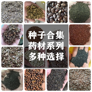 中药材种子大全春季夏枯草桔梗白术丹参甘草荆芥板蓝根黄芪籽种孑