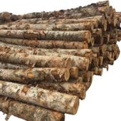 桦木原木白桦枫桦旋切材家具材桦木包装 箱托盘木方防腐实木板材