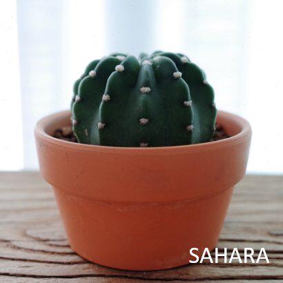 SAHARA PLANT|沙漠之边系列 海王星 白星点缀 北欧风格仙人掌