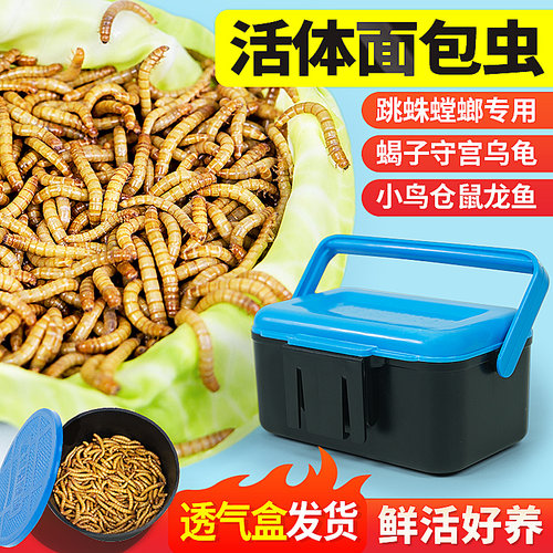 活体面包虫小宠食物透气盒装发货