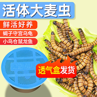 大麦虫鲜活虫黄粉虫面包虫乌龟仓鼠龙鱼蜥蜴八哥鸟食物虫子活体料