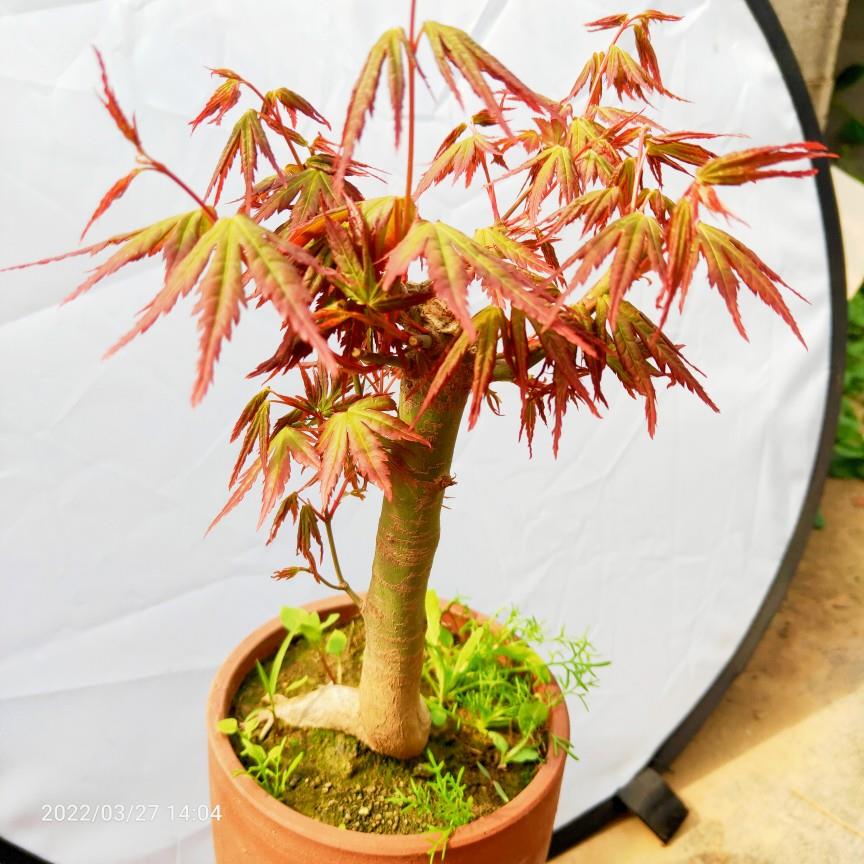 枫树盆景山红叶鸡爪槭红枫阳台庭院观叶植物室内盆栽办公室绿植