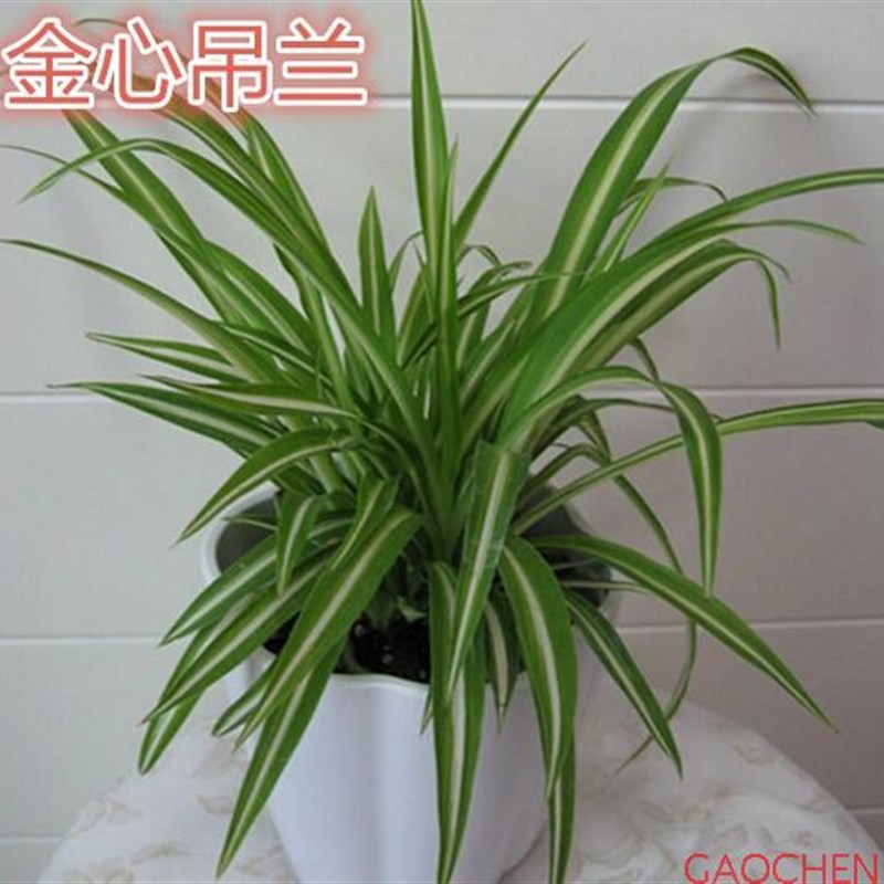 现货速发室内花卉盆栽吊兰植物青叶金边金心吊兰花卉带土发货