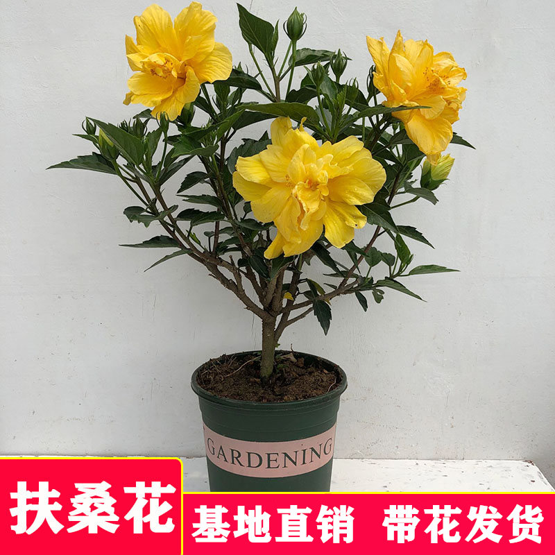 速发扶桑花重盆丹麦木槿花四朱瑾花卉季开花大型观花瓣栽带花发货