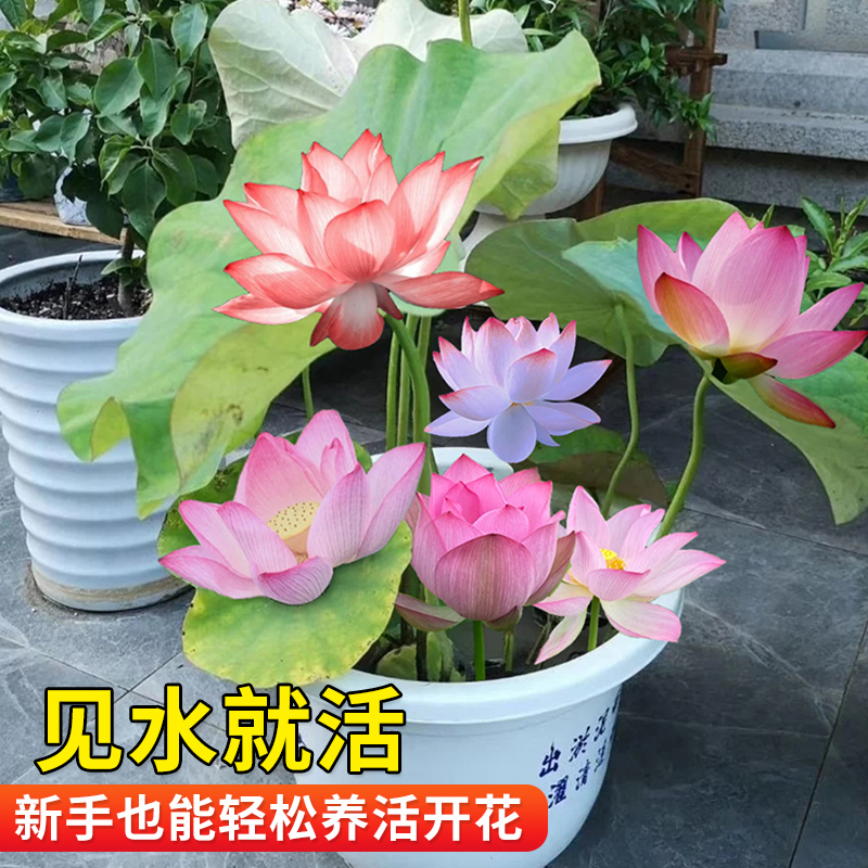 速发荷花盆栽水养大型观赏物花种根苗培塘睡莲四季水池植莲可食用