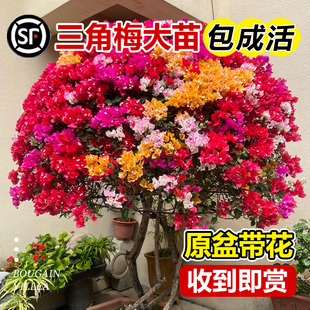 速发三角梅爬藤植物带花斯盆栽安卉格加州黄重瓣老桩庭院四季 开花