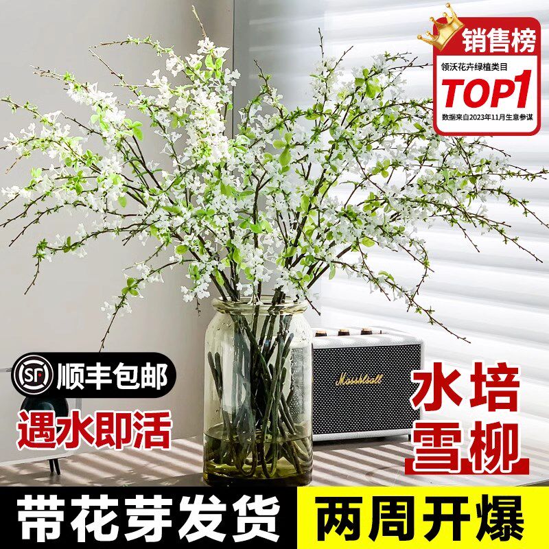 速发鲜柳雪枝卉花苞盆栽干枝水养水培植物客厅办公室台室内花带绿