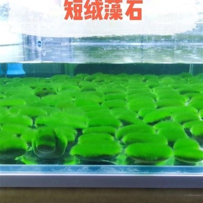 速发短绒藻长绒藻绿藻种藻石藻球水藻草绿藻鱼缸绿藻绿苔种大圣猴