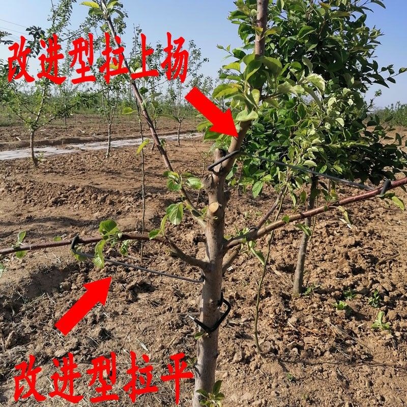 现货速发果树压枝器别弯拉定型开角器果木枝压果树拉枝器弯别开果