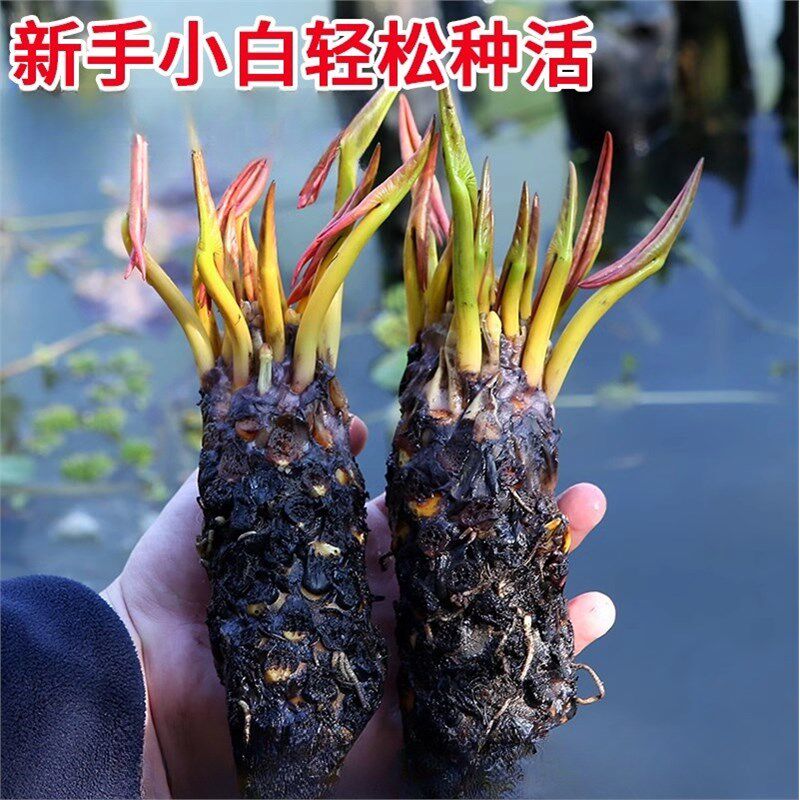 速发培莲水睡植物四季水养荷花大莲花盆栽花卉水池塘水睡莲根块带