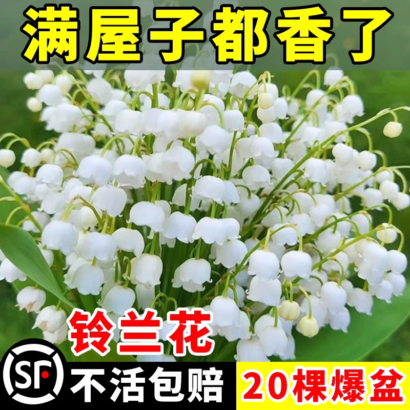 速发铃兰花苗盆栽根根种球花卉室内外寒耐水培郁金香种带四季开花