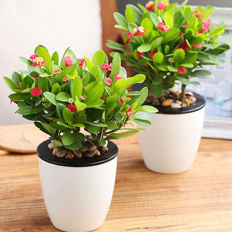 速发四刺梅盆栽花苗铁台棠麒麟虎季开花不断室内海花卉植物带花苞