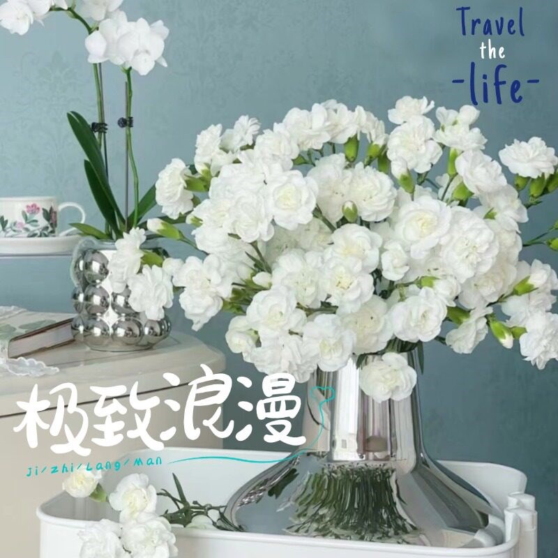 速发多头康乃馨鲜切花云南昆明基地顺丰家用水养花期超长家用插花