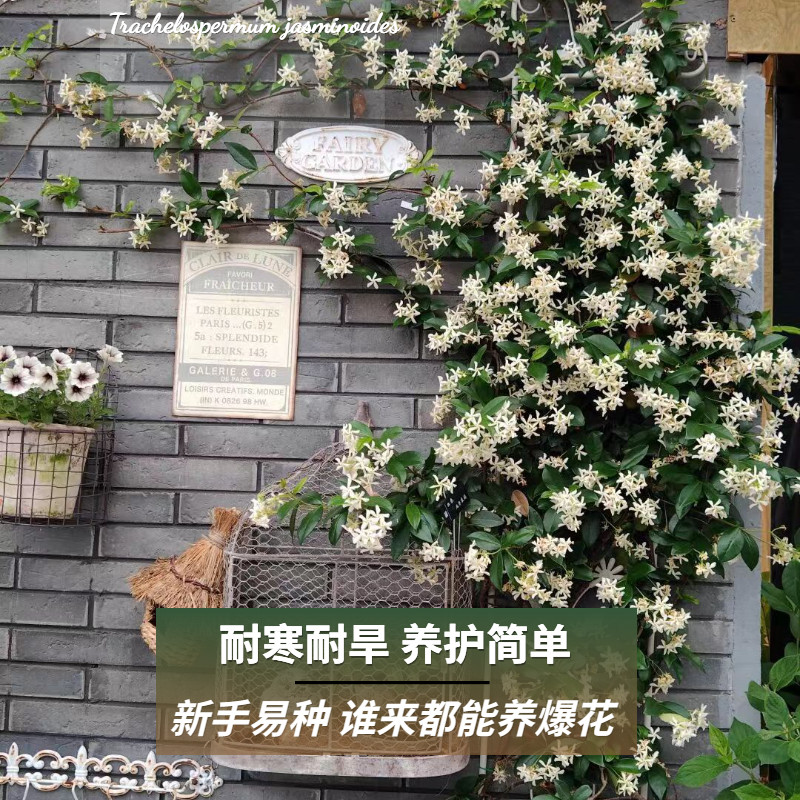 速发黄色风车茉莉爬藤植物大苗老季盆栽粉色爬墙花卉栏院栅庭四桩