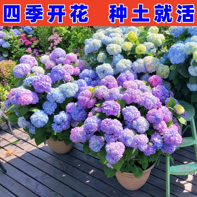 速发绣球花苗无尽夏院庭开花盆栽季四室内外台大花好养的花卉绿植,鲜花速递/花卉仿真/绿植园艺,绣球/木绣球/木本植物,淘宝优惠券,粉丝福利购,淘宝优惠卷