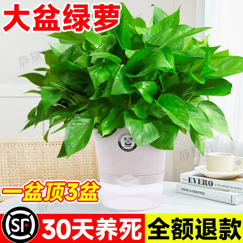 速发吸萝盆栽大盆室内水培绿植物爬藤绿箩长藤大空净化叶气新房绿