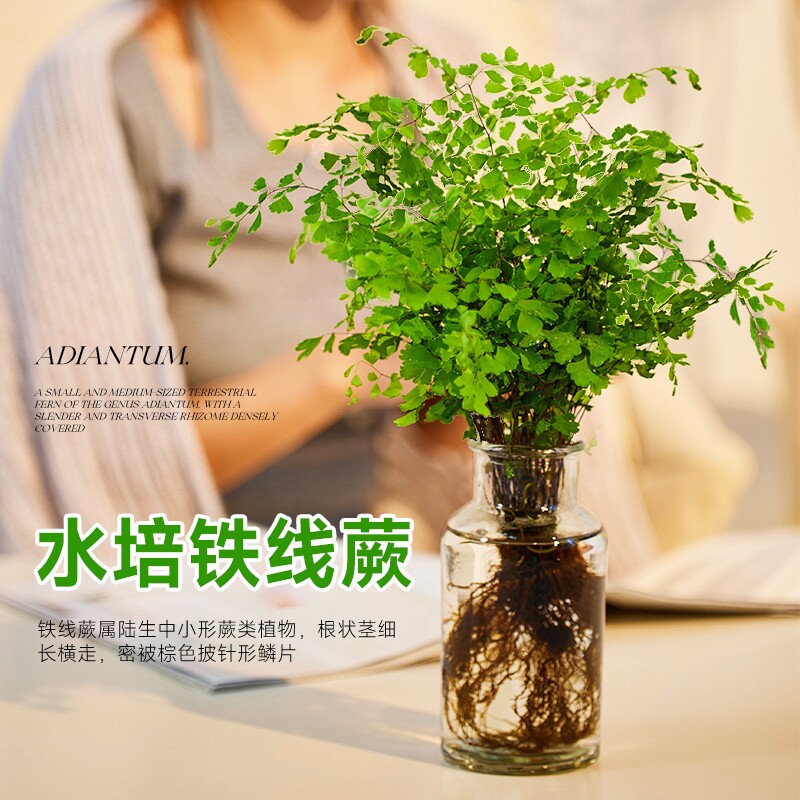 速发铁线蕨水培水物盆新室内办公室桌面绿植植养清栽空气四季好养