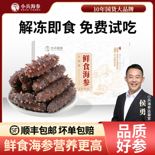 小兵海参 鲜食海参 鲜活加工独立包装开袋即食新鲜辽刺参冷冻刺参