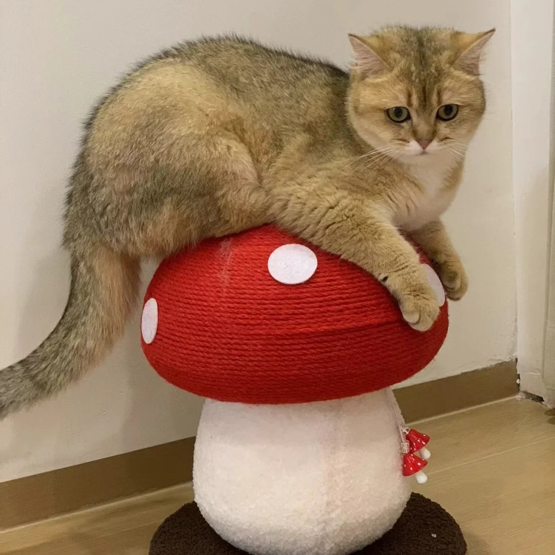 红伞伞蘑菇剑麻猫抓板爬架