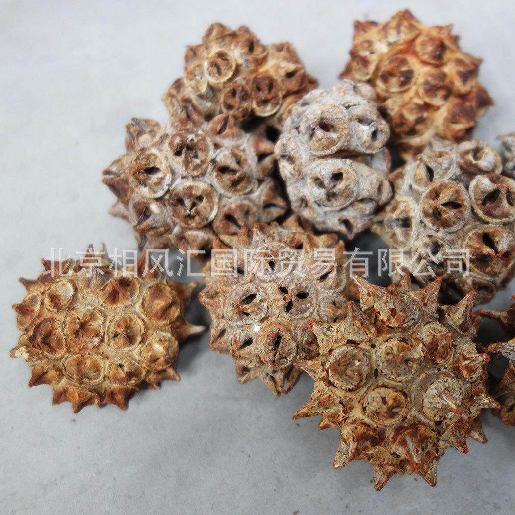 进口干果干壳天然植物花家居摆设装饰插花拍照道具