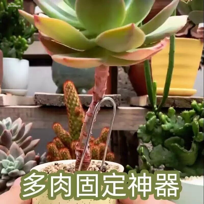 月季压枝神器钩拉枝条u型定型盆栽花卉苗铁丝拉植物花枝条固定器