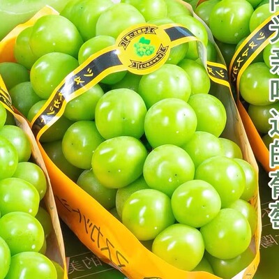 现摘现发云南阳光玫瑰 葡萄无籽当季新鲜水果提子晴王