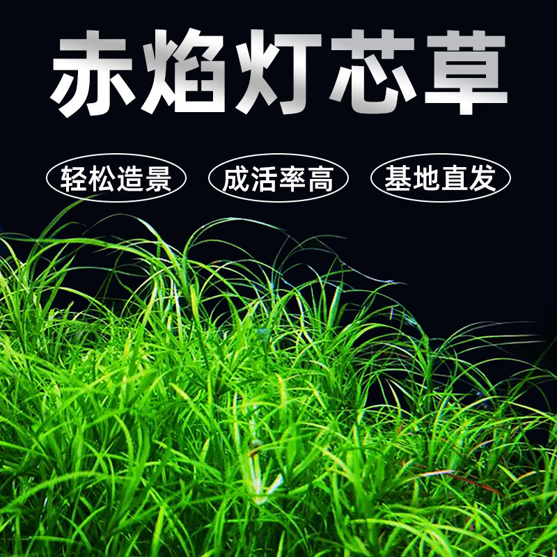 速发赤焰箦芯风车灯藻水草鱼有造景中后景草红色水草稀缸淡水植物
