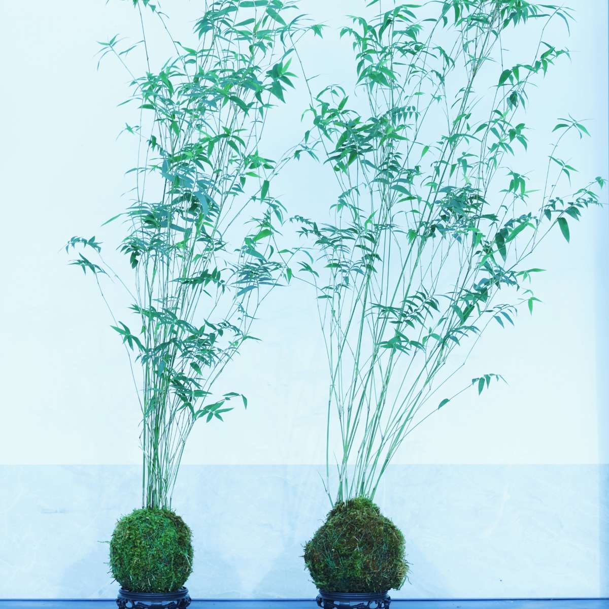 1米3盆栽植物室内微景观米竹苗姬翠竹子凤尾竹观音竹矮竹客厅盆