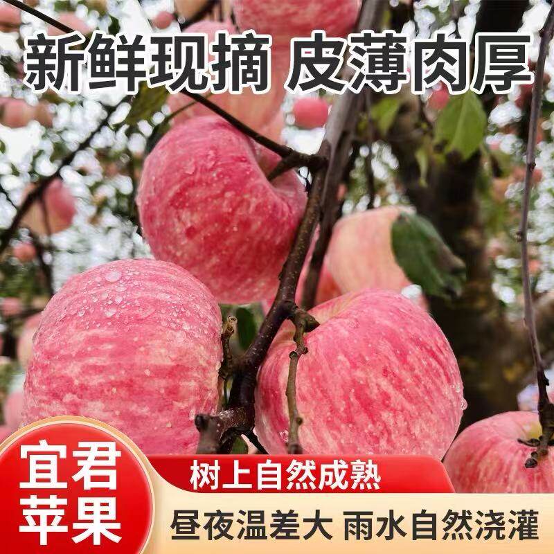皇后果园陕西宜君红富士脆甜多汁产地直发电商普通礼盒5.2-5.5斤