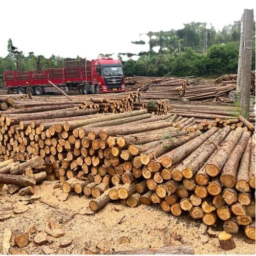 杉木河道三角木桩园林树木原木杉木杆支撑原木木桩杉木桩