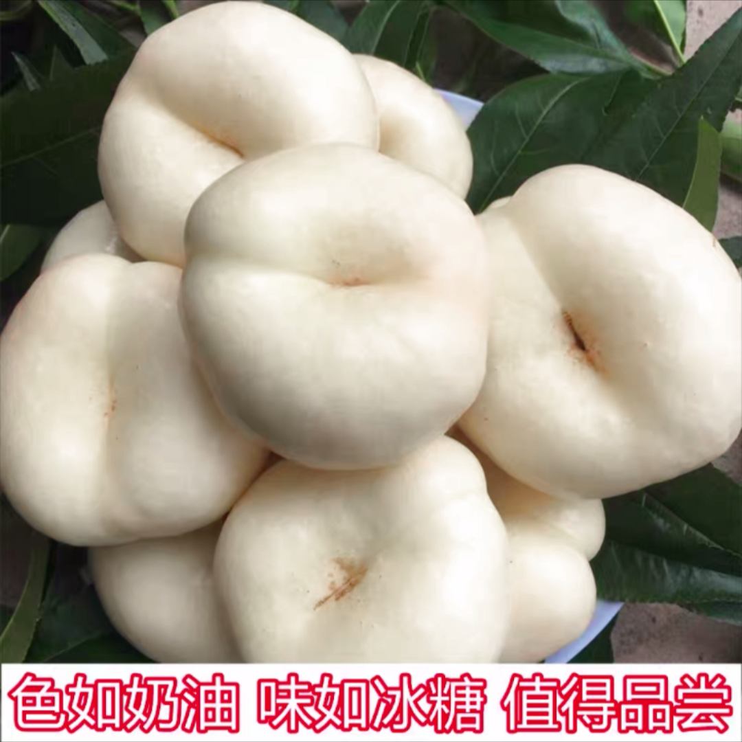 果园最后一天发货 正宗山东临沂蒙阴 牛奶桃牛奶蟠桃油蟠桃奶油