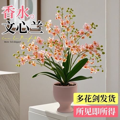 速发文心兰盆栽带花苞花苗梦香兰泰国室内桌面好养绿植四季开花卉