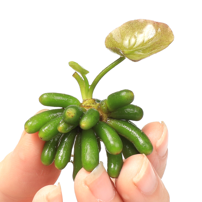 速发鱼缸迷你前景水草植物造景香蕉草结蕉草懒人淡水装饰阴性无土