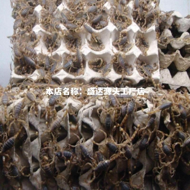 速发养蝎子蛋托蝎子养殖箱泡沫盒子蝎窝模具蝎房工具的笼家4穴40