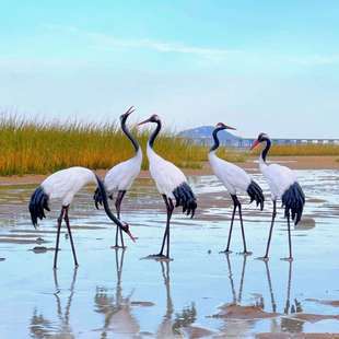 假山水池户外仿真丹顶仙鹤玻璃钢雕塑公园林景观庭院白鹭装饰摆件