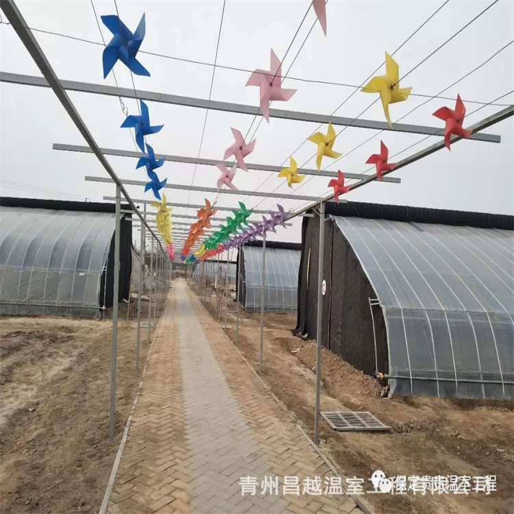 日光温室大棚菊花育苗基地直供