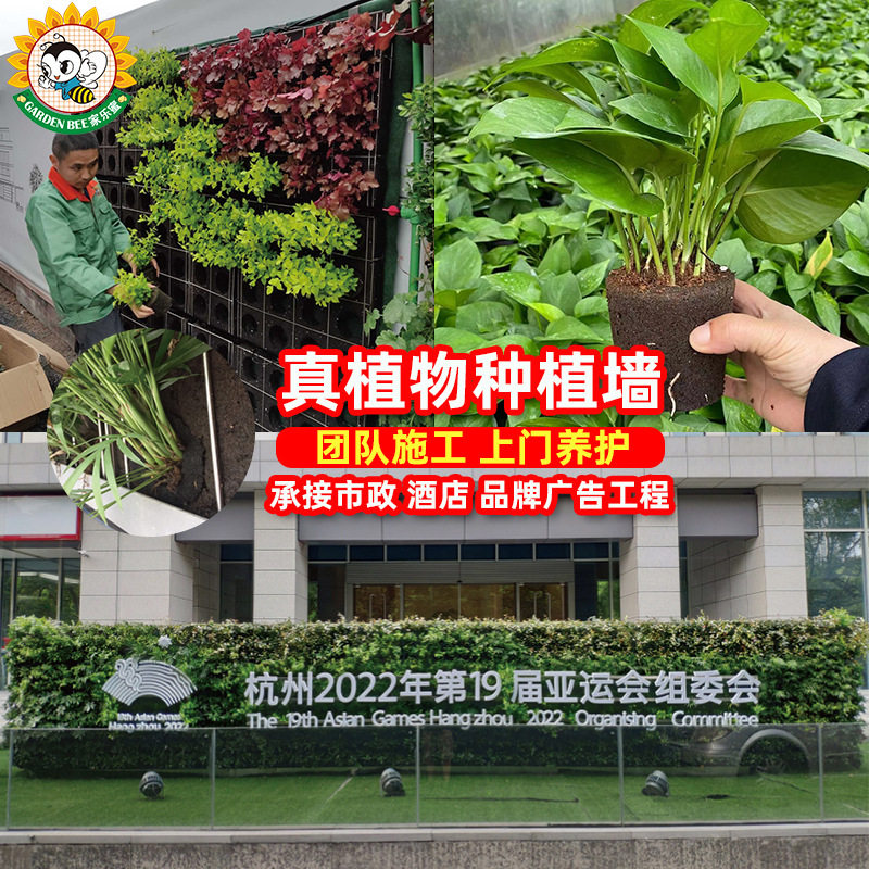 绿植花卉固化纤维土围挡垂直立体绿化围墙室外绿化施工围蔽绿植墙
