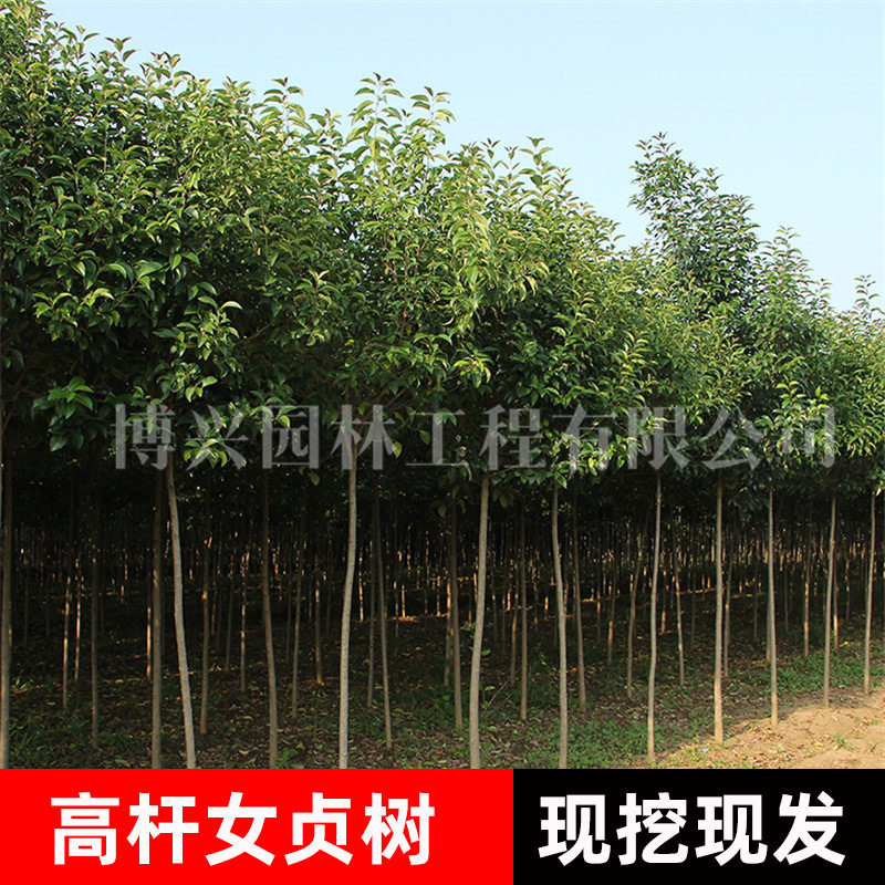 批发大叶女贞高杆女贞树园林工程绿化行道树不落叶四季常青风景树