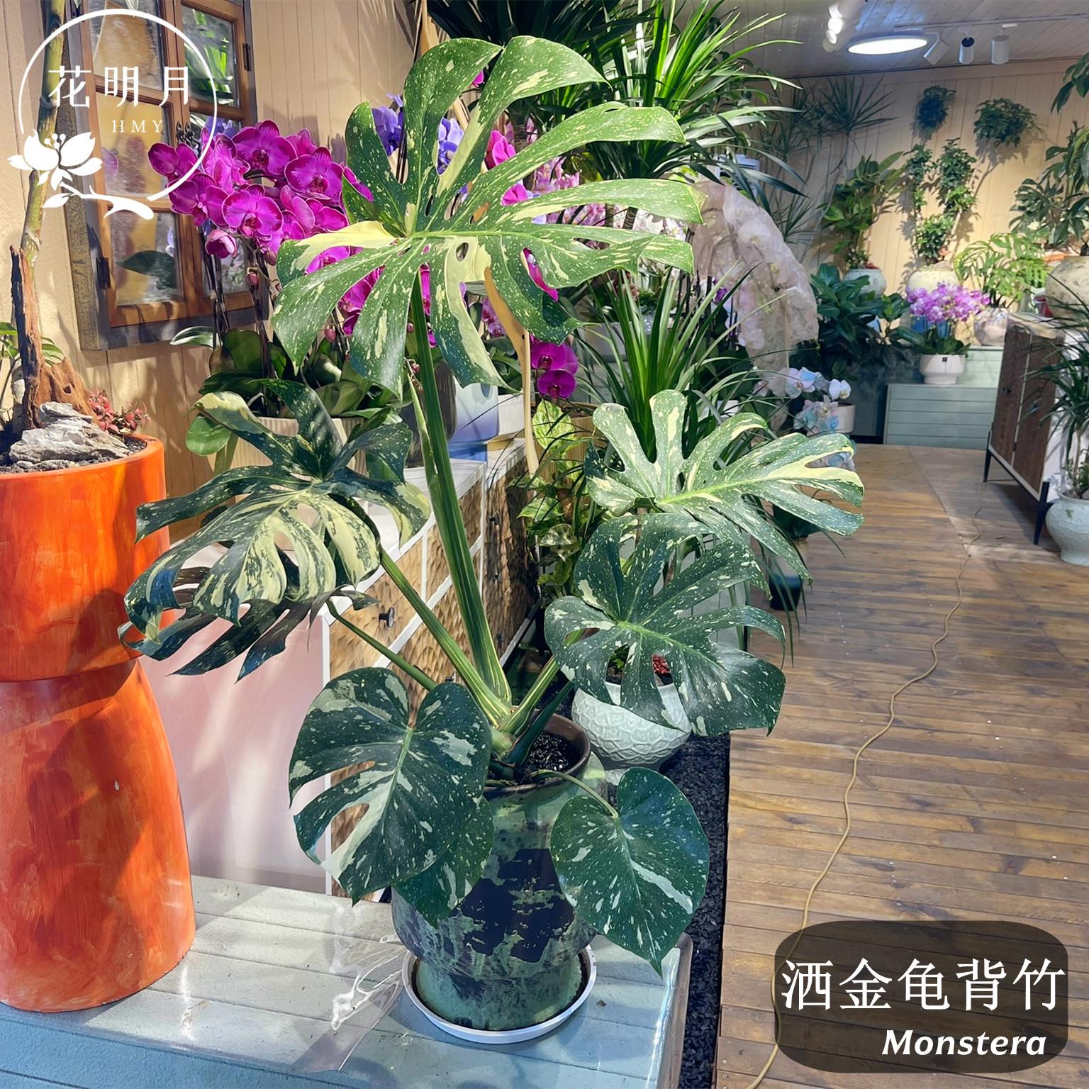 洒龟背盆栽室内竹客厅白老桩大叶绿植阳H1225190台土培植物四季好