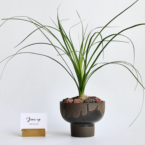 多肉花盆陶瓷绿植桌面办公室盆栽苔藓盆高脚小号球兰陶盆陶土