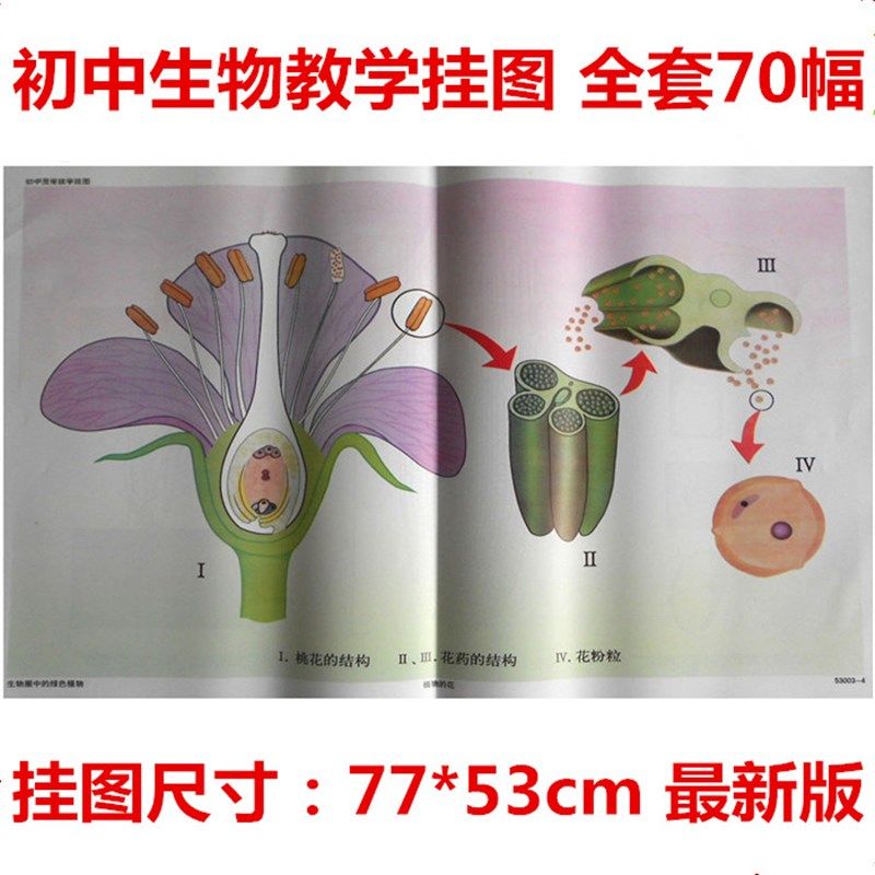 53001-9 初中生物教学挂图 全套70幅 对开 教学仪器 初中生物挂图,3C数码配件,USB多功能数码宝,淘宝优惠券,粉丝福利购,淘宝优惠卷