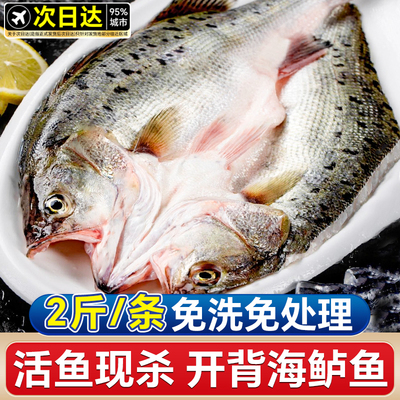 海鲈鱼开背新鲜冷冻鲜活深海鲈鱼白蕉七星水产卢鱼烤鱼半成品商用