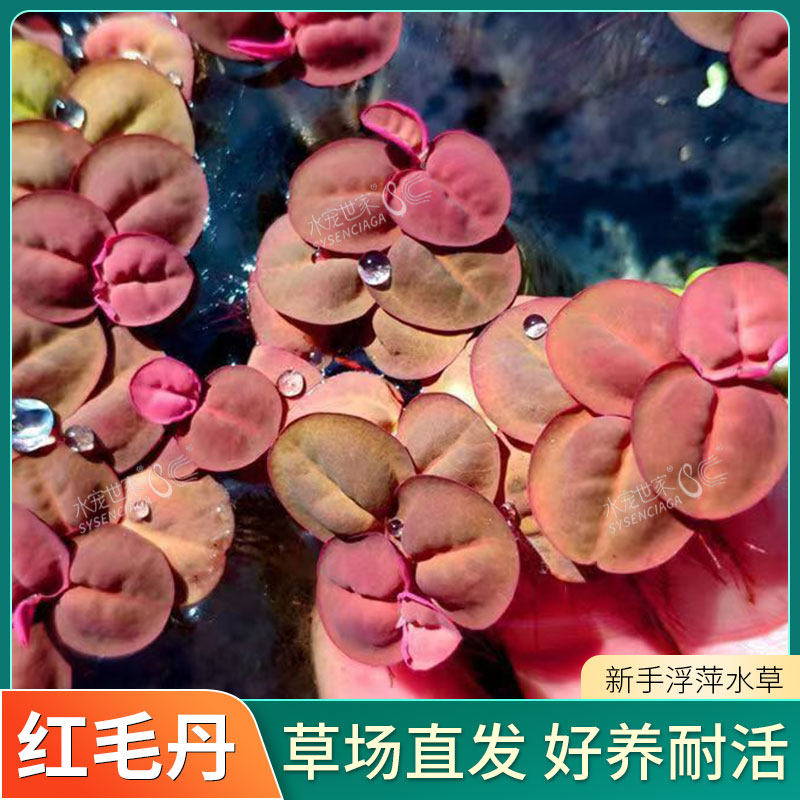 速发浮萍水草红毛丹养心萍好养易活圆鱼鱼龟养缸造景净化水质鱼塘