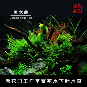 速发木木蕨 青黒蕨 细叶铁 水 叶  水草下后花园水族繁殖