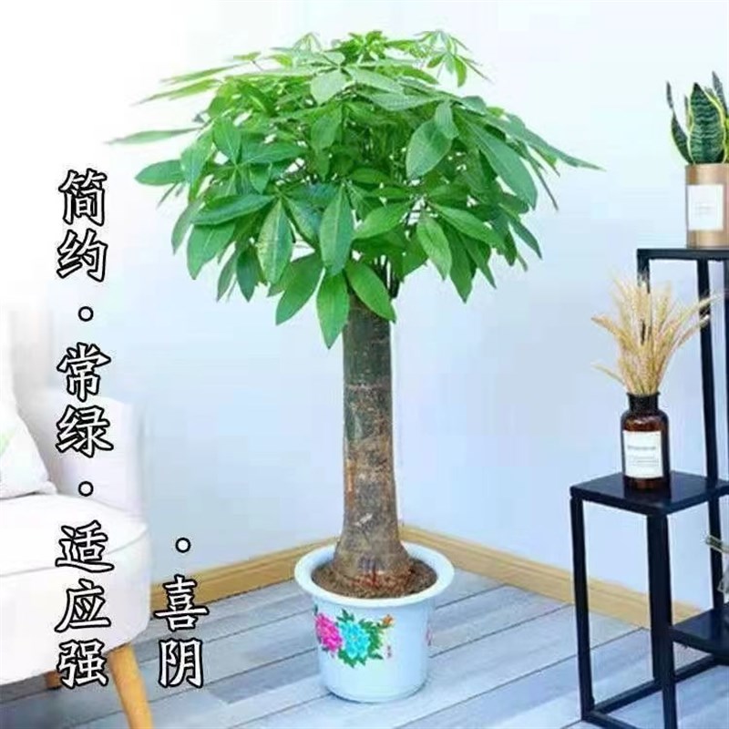 速发发财树大盆栽客厅大型室内植物开业乔迁送礼办公室绿植乔迁新