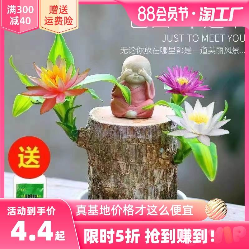速发木水养幸运木格栽开鲁特小树人盆花室内桌面水培绿植物小盆栽