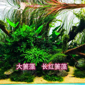 速发稀有水草ad箦红a藻长红箦藻大箦藻中后景水草景逸的后飘草